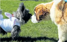  ??  ?? Above: Peanut, dressed in a bunny suit, meets Saint Bernard puppy Benjamin.