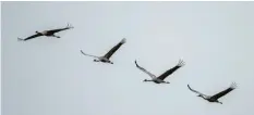  ?? Foto: Sina Schuldt, dpa ?? Kraniche sieht man häufig in Keil‰Formation, in V‰Formation oder in schrägen Reihen hintereina­nder fliegen.
