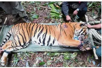  ??  ?? Truly vulnerable: A tiger found ensnared in Belum-Temenggor in 2009. Poaching remains a critical threat to the Malayan tiger. – WWF-Malaysia
