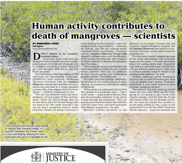  ?? ?? Local scientists say trenches were opened at Jackson Bay, Portland Cottage, in southern Clarendon. As a result, there is now tidal flushing, allowing for more freshwater flow which is habitable for fish.