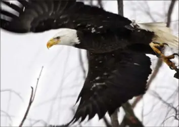  ?? Scott Mason/ The Winchester Star via Associated Press ?? In this Feb. 1, 2016, file photo, a bald eagle takes flight at the Museum of the Shenandaoh Valley in Winchester, Va.