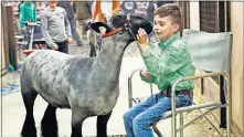  ?? [JIM BECKEL/THE OKLAHOMAN] ?? Cade Karcher Charmasson, 9, of Hennessey, spends some time with Ace, the natural wether lamb he showed Wednesday afternoon at the Oklahoma Youth Expo at State Fair Park. Cade and Ace won fourth place.