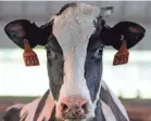  ?? MIKE DE SISTI/USA TODAY NETWORK ?? A dairy cow pops its head up in the cattle barn at a dairy farm in Trenton, Wis.