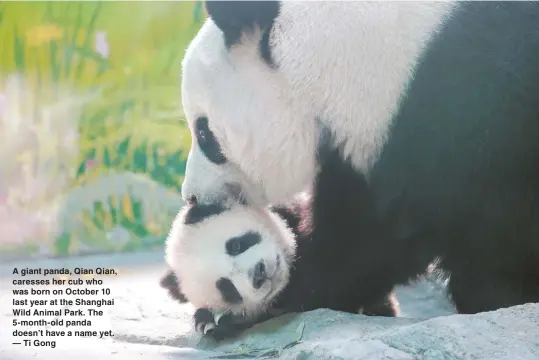  ??  ?? A giant panda, Qian Qian, caresses her cub who was born on October 10 last year at the Shanghai Wild Animal Park. The 5-month-old panda doesn’t have a name yet. — Ti Gong