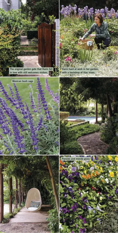  ??  ?? The original garden gate that Karin fell in love with still welcomes visitors.
Mexican bush sage
Karin hard at work in her garden, with a backdrop of lilac irises.
Pansies and mondo grass