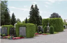  ??  ?? Hecken sind ein beliebtes Mittel zur Grabgestal­tung auf dem Friedhof von Bad Wö rishofen. Nicht alle Hecken sind auch von der Fällung betroffen.