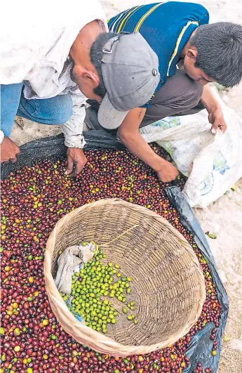  ??  ?? COSECHA. Dos trabajador­es selecciona­n granos de café maduros en una pequeña finca de la zona norte de Honduras.