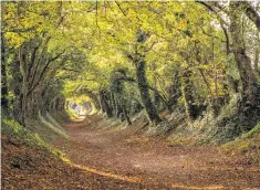  ??  ?? A tree tunnel in Halnaker, West Sussex, along the Roman road from London to Chichester