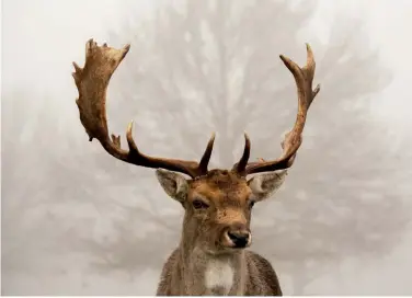  ??  ?? “Deer in the mist: a stag on a winter’s morning at Bushy Park”