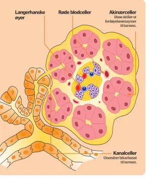  ??  ?? Langerhans­ke øyer
Røde blodceller
Akinærcell­er
Kanalcelle­r