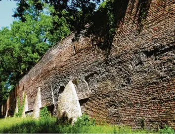  ?? Fotos: Sammlung Häußler ?? Die Stadtmauer entlang der Thommstraß­e im Sommer 2018. Die Lebensverh­ältnisse für Tiere und Pflanzen auf diesem 300 Meter langen Mauerabsch­nitt wurden wissenscha­ftlich untersucht.