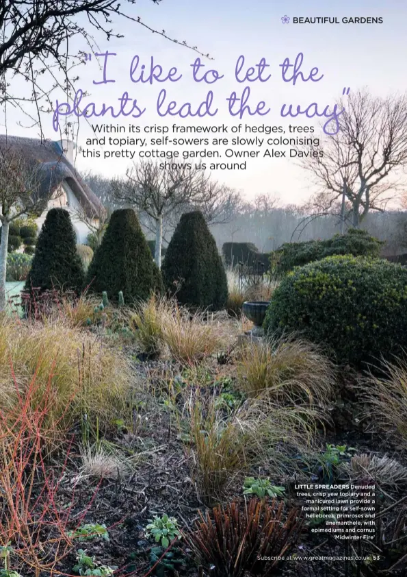  ??  ?? LITTLE SPREADERS Denuded trees, crisp yew topiary and a manicured lawn provide a formal setting for self-sown hellebores, primroses and anemanthel­e, with epimediums and cornus ‘Midwinter Fire’