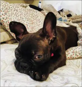  ?? NATALIE SULLIVAN VIA AP ?? This undated photo provided by Natalie Sullivan shows Sullivan’s French bulldog-Boston terrier mix puppy, Jane. Sullivan, of Brooklyn, says a pet store salesman talked her into a costly lease contract when she bought the dog. Nevada and California have...