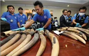  ??  ?? customs officers in Bangkok display the African elephant tusks today