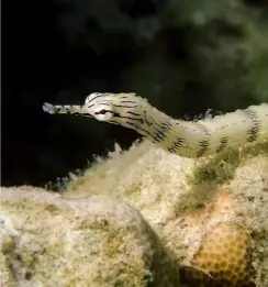  ??  ?? TOP RIGHT
A pipefish blends in at Laguna de Boracay