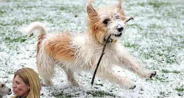  ?? PIPPA FOWLES/NO.10 ?? In the doghouse: Dilyn frolics but official photocall dropped ball