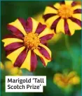  ??  ?? Marigold ‘Tall Scotch Prize’