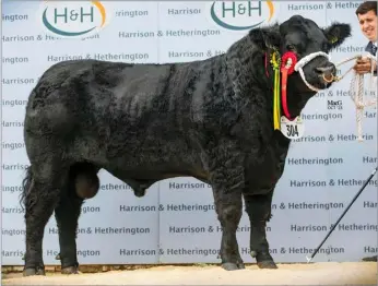  ?? ?? Newhouse Playboy – dearest bull sold to date from the herd made £14,000 to the Tynet herd