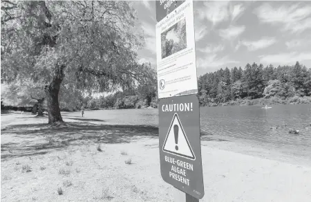  ??  ?? Visitors to Beaver Lake are being warned not to swim or let their pets go in the water after samples tested positive for a type of blue-green algae that can produce toxins. Capital Regional District parks staff are looking for ways to prevent such...