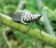  ??  ?? Public meeting regarding the Spotted Lanternfly to take place from 6 p.m. to 8:30 p.m. at the Goodwill Fire Company, 537 Chestnut Street in Bally.