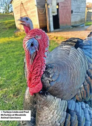  ?? ?? > Turkeys Linda and Paul McTurkey at Woodside Animal Sanctuary