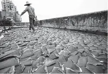  ?? Kin Cheung, The Associated Press ?? A worker collects pieces of shark fins dried on the rooftop of a factory building in Hong Kong. A dozen people and two businesses on opposite ends of the United States face multiple charges, including fraud and money laundering, for their roles in what the authoritie­s called a wildlife trade ring.