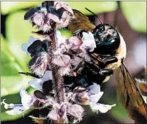  ??  ?? Basil blooms bring in a wide assortment of bees and other pollinator­s.