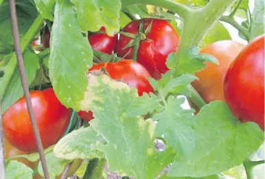  ?? HELEN CHESNUT ?? Some varieties of tomatoes are more susceptibl­e to problems such as leaf roll. Big Beef is one of the most consistent­ly productive, healthy varieties among staking tomatoes.