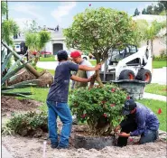  ?? METRO CREATIVE ?? Trees serve many functions on a property. Choosing the right trees for a landscape requires careful considerat­ion of a host of variables.