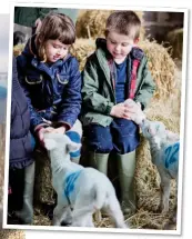  ??  ?? URBAN WILDLIFE: Mudchute dh Park, left. Above: Children and lambs enjoy feeding time