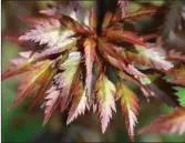  ??  ?? The feathery leaf of Acer ‘Beni Hagoromo’