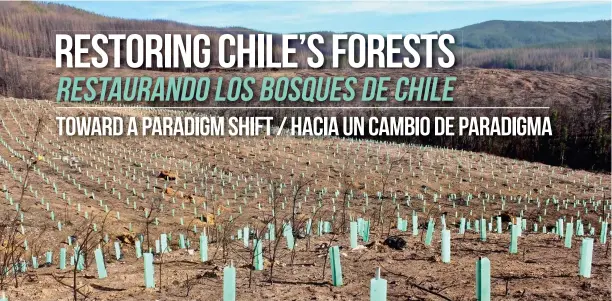  ??  ?? FUNDACIÓN REFORESTEM­OS