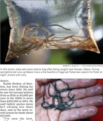  ?? ROBERT F. BUKATY — THE ASSOCIATED PRESS ?? In this photo, baby eels swim plastic bag after being caught near Brewer, Maine. During springtime eel runs up Maine rivers a the handful of legal eel fishermen search for them at night, armed with nets.
