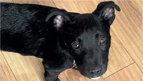  ?? SUPPLIED ?? Jack Van Biljon’s beloved pup Turbo was killed after a dispute in Dairy Flat.