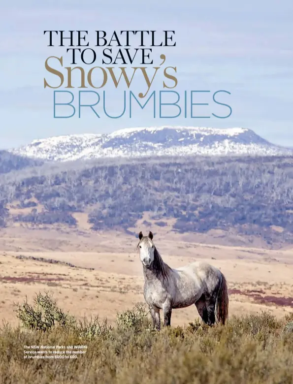  ??  ?? The NSW National Parks and Wildlife Service wants to reduce the number of brumbies from 6000 to 600.