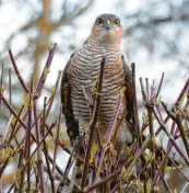  ??  ?? Dieser Sperber beobachtet scharf, was im Garten von Michaela Schlamp in Marxheim (Landkreis Donau‰ries) vor sich geht.