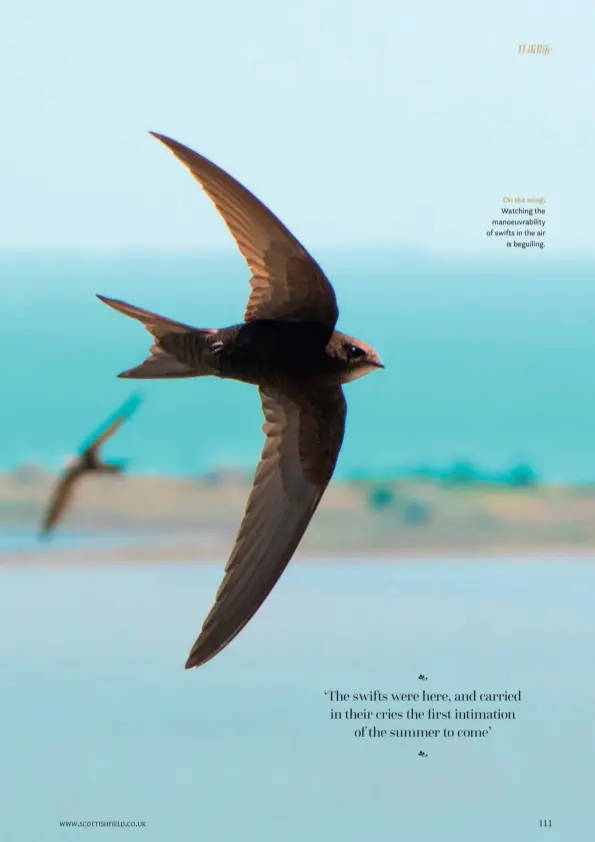  ??  ?? On the wing: Watching the manoeuvrab­ility of swifts in the air is beguiling.