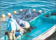  ?? David Michel / Contribute­d photo ?? Dolphins hearded in Taiji, Japan, in a photo taken by incoming state Rep. David Michel, D-Stamford.