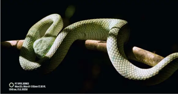  ??  ?? Pit viper, borne o Nikon D2x, Nikon AF -S 105mm f/2.8G VR, 1/640 sec, f/5.6, ISO250