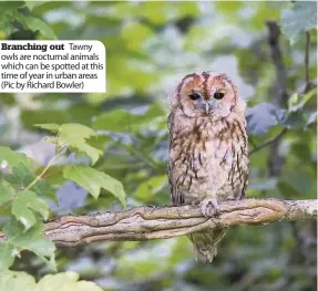  ??  ?? Branching out Tawny owls are nocturnal animals which can be spotted at this time of year in urban areas (Pic by Richard Bowler)