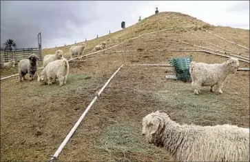  ?? Kevin Chang Daily Pil ot ?? ANGORA GOATS graze along the steep 2- acre berm surroundin­g the Pacific Amphitheat­re, built years ago and modified in 2015 to improve acoustics for concerts at the Orange County fairground­s in Costa Mesa