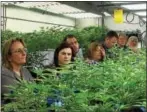  ?? ASSOCIATED PRESS PHOTO ?? In this Jan. 31 photo, agricultur­e regulators from seven different states and Guam tour a Denver marijuana growing warehouse on a tour organized by the Colorado Department of Agricultur­e in Denver.