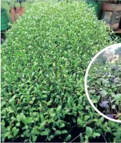  ?? ?? A tray of alfalfa (above) and purple radish (inset)