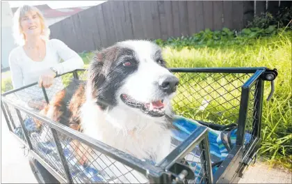  ??  ?? Barbara Knill with Jed in the cart he is taken for walks in.