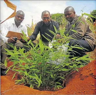  ??  ?? GREEN GOLD: Bamboo is proving to be a boon in rural Zimbabwe, which is subject to drought