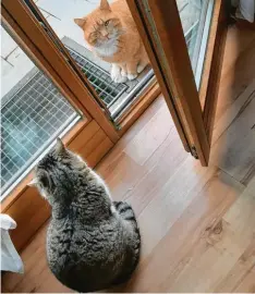  ??  ?? Es scheint, als zwinkert Kater Max seinem Freund zu: „Komm raus! Es ist Frühling!“Die beiden gehören Familie Steigleder aus Jettingen‰Scheppach (Kreis Günzburg).