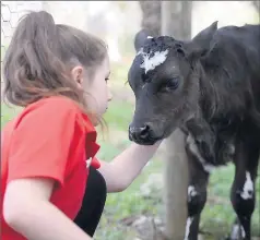  ??  ?? Close . . . The calves have bonded with the students during the past two weeks; here, Fiona Mostert and Oreo share a moment. Picture: Megan Fisher