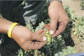  ?? SUSAN BRADNAM ?? Since 2014, pea and lentil acres have surged across Canada amid rising demand. But that quickly led to a glut and price crash.