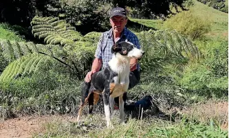  ??  ?? Whangamomo­na’s Steve Murphy and his dog, Sharp: winners of the shorthead and yard at the Egmont trials.
