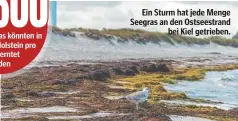  ?? ?? Ein Sturm hat jede Menge Seegras an den Ostseestra­nd bei Kiel getrieben.